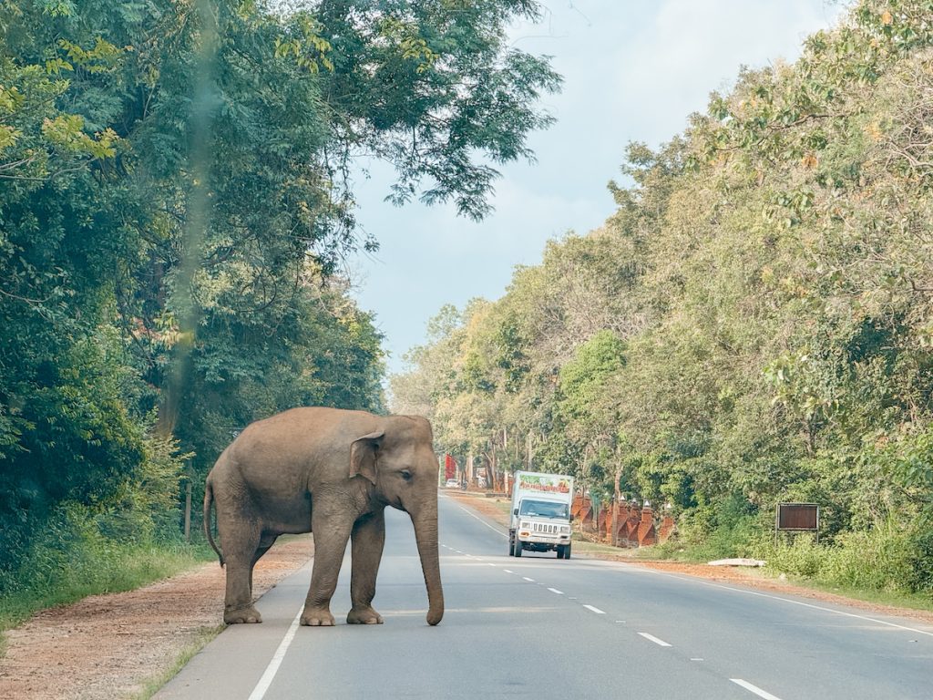 Elephant Road Sri Lanka