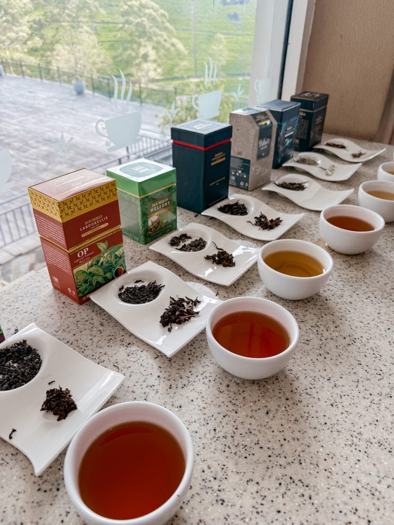 Tea tasting in Sri Lanka